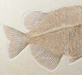 Superb Phareodus Fish Fossil - Wyoming #12658-2